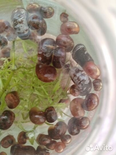 Улитки аквариумные ампулярии