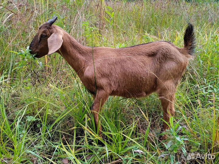 Козы нубийские котные, доиные, козочки
