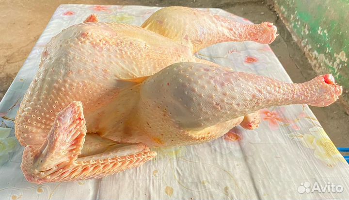 Домашняя индейка