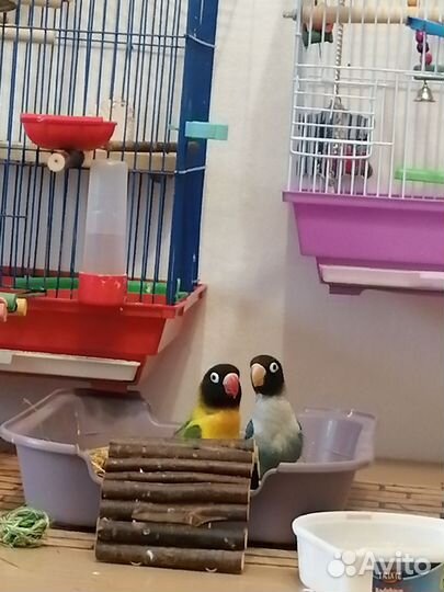 Попугай неразлучники с клеткой