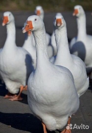 Мясо домашней птицы