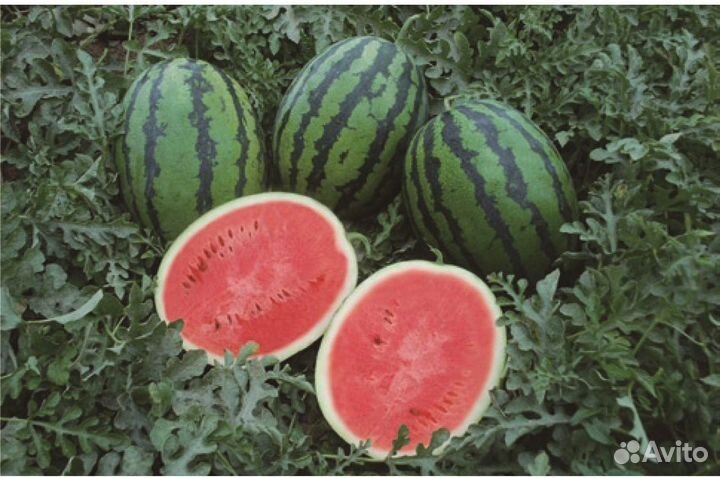 Семена Арбуз Один Бедуин