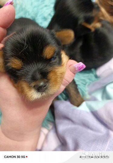 Щенки йорика