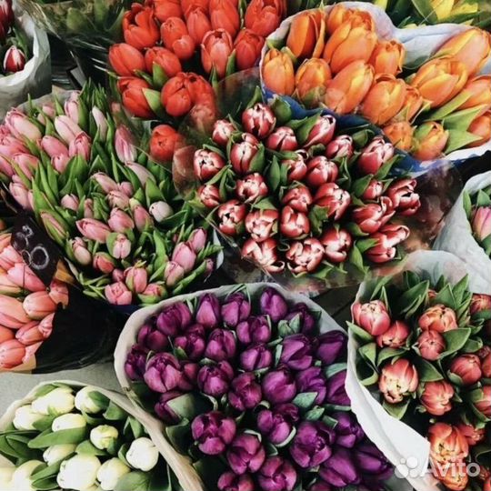 Тюльпаны к 8 марта оптом/розница