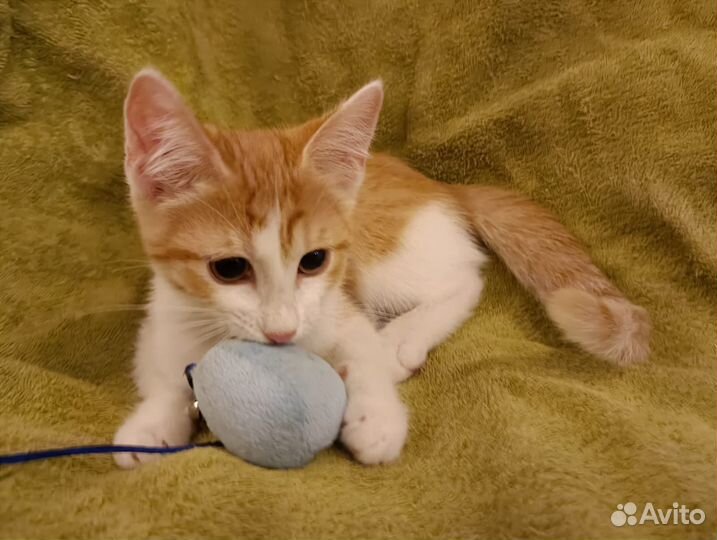 Котенок