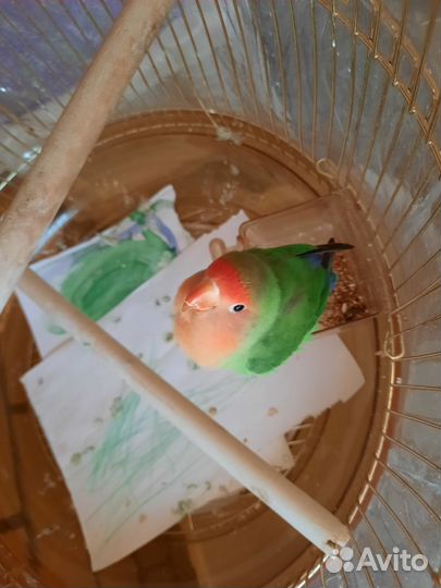 Попугай неразлучник с клеткой