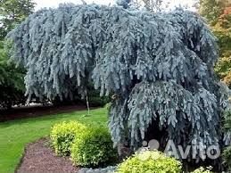 Ель Плакучая, разные сорта, саженцы