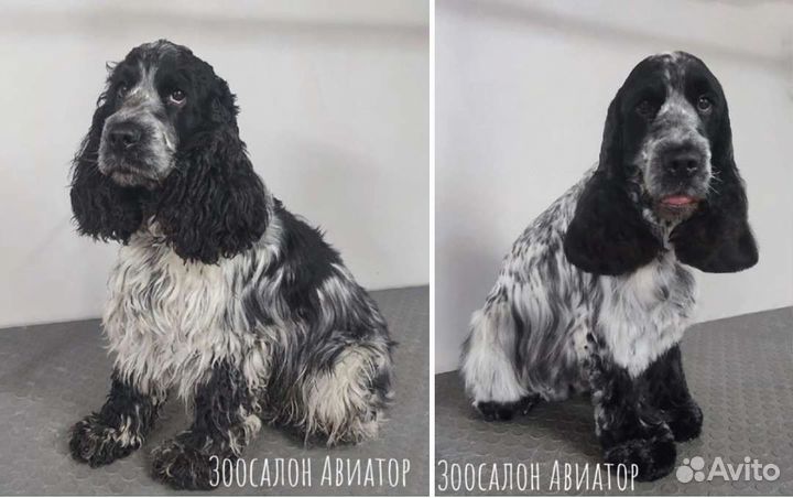 Груминг. Стрижка собак и кошек