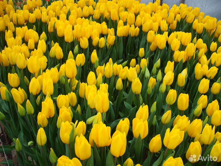 Цветы тюльпаны