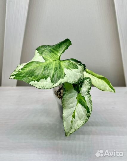 Сингониум Жаде