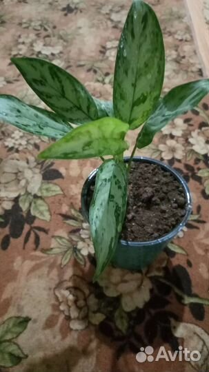 Аглаонема сильвер бей