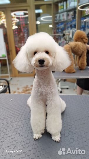 Стрижка собак,кошек, животных,грумер