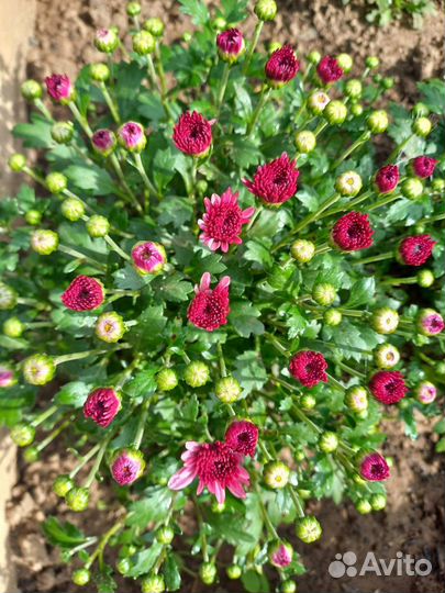 Хризантема мультифлора