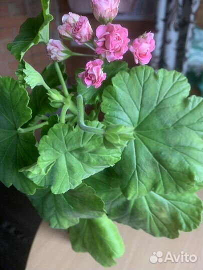 Пеларгония герань