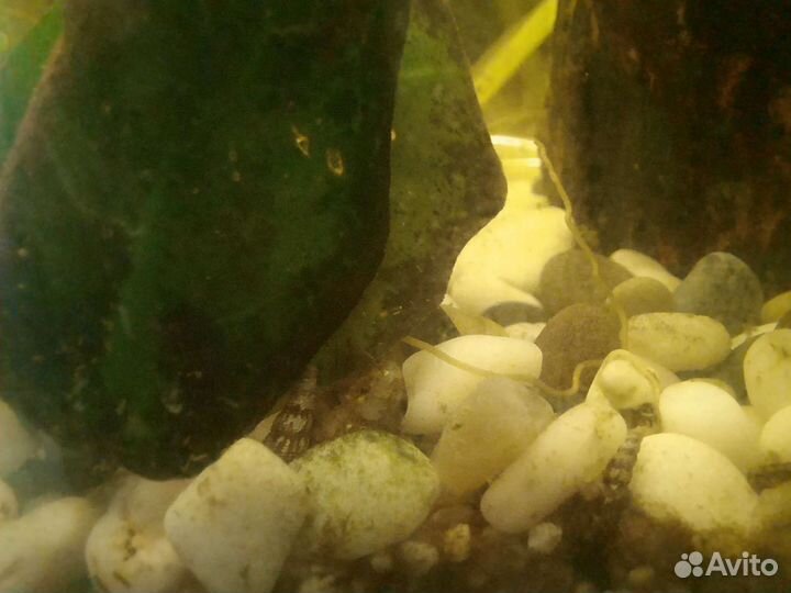 Улитки мелании