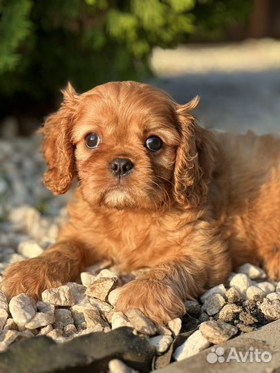 Кавалер спаниель рыжее солнышко