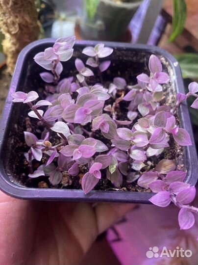 Филодендрон бородавчатый, коллизия розовая пантера