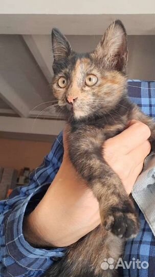 Котёнок ищет семью