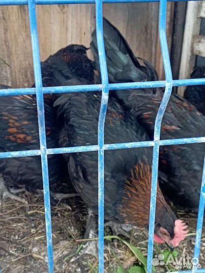 Петухи маран чёрно-медный