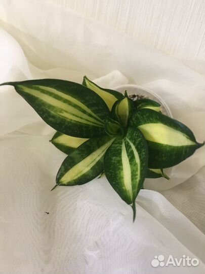 Сансевиерия Бронь