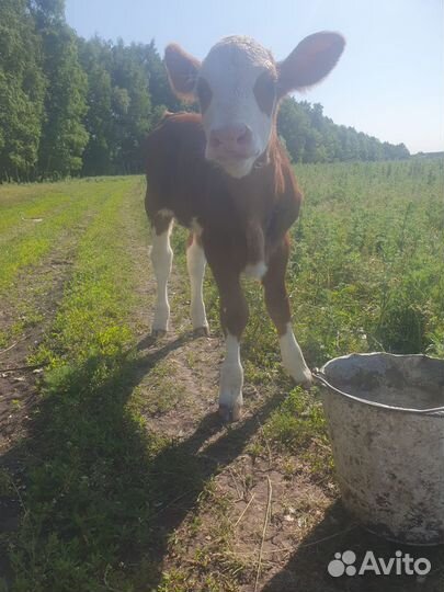 Коровы дойные