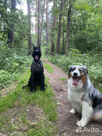 Передержка собак