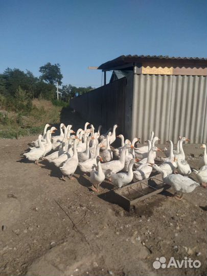 Гуси породы Линда