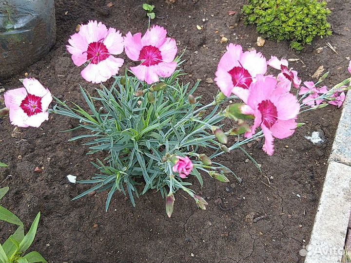 Чистец, борвинок, гвоздики, очитки, каменная роза