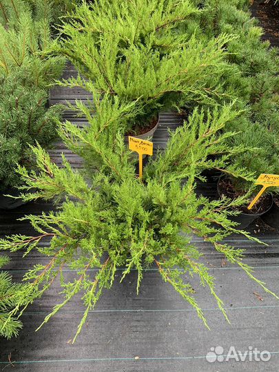 Можжевельник в ассортименте