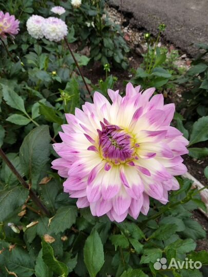 Лилии белые луковицы