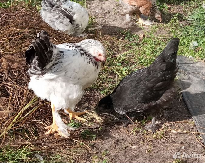 Красавец петух