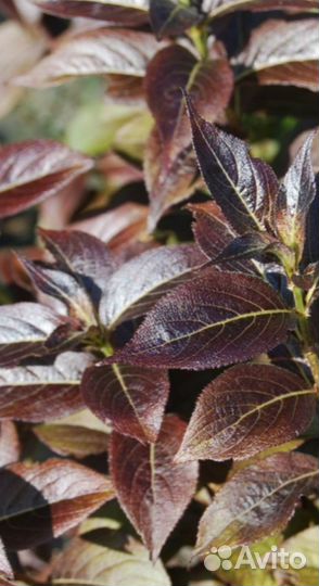 Вейгела сорт Танго