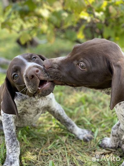 Щенки курцхаара