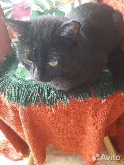 Я не такой подозрительный, я добрый котик