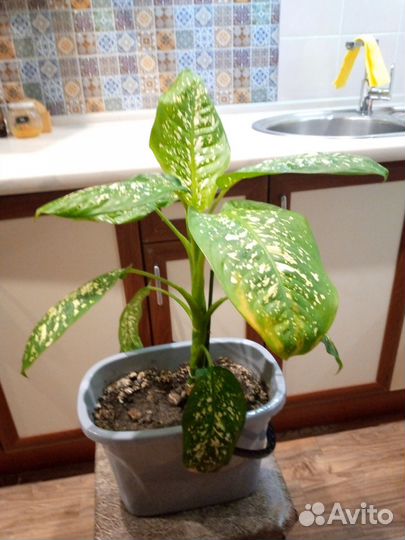 Домашние цветы