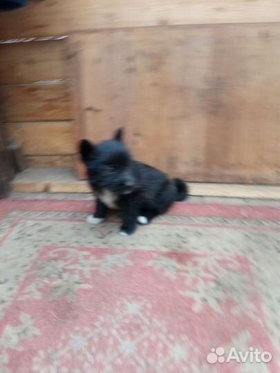 Собаки беспла