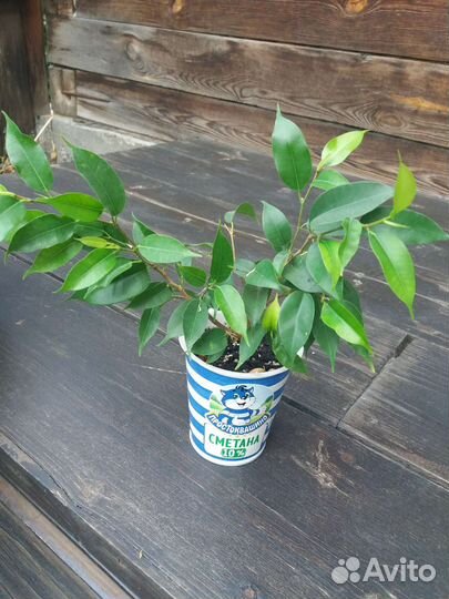 Фикус бенджамина