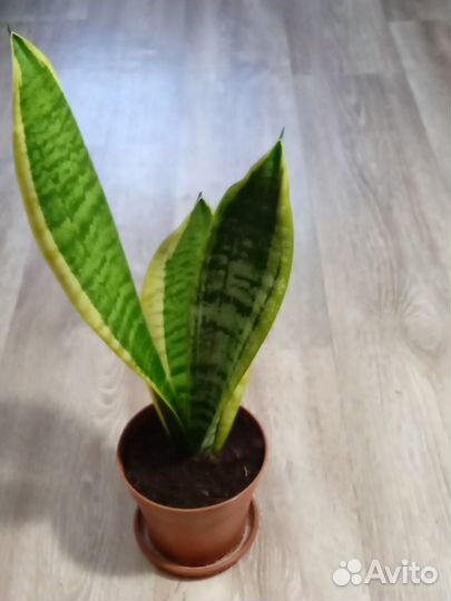 Сансевиерия (тещин язык, щучий хвост)