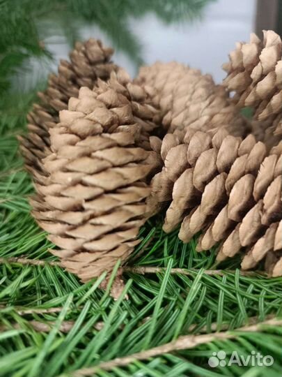 Шишки еловые