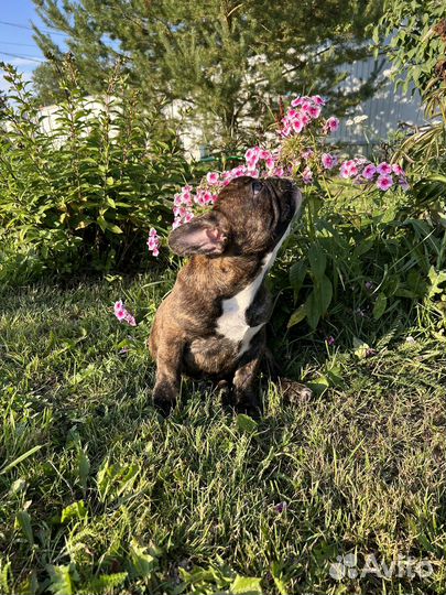 Прекрасный щенок французского бульдога