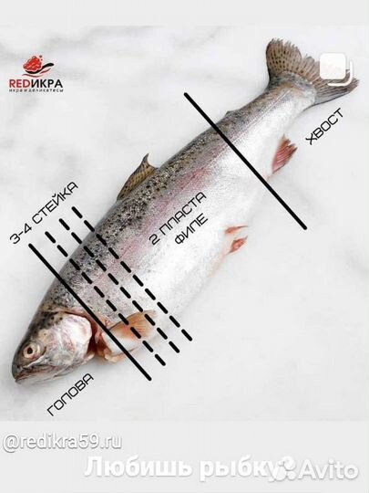 Форель Карелия