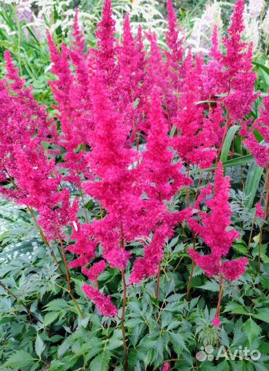 Астильба (4 сорта )