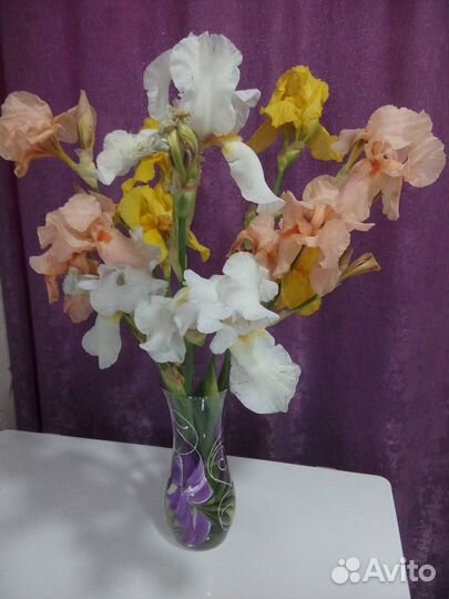 Красивые,лечебные цветы-многолетки.Ирисы сортовые