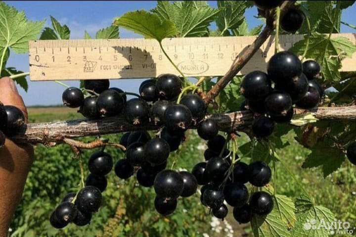 Смородина черная Селеченская2