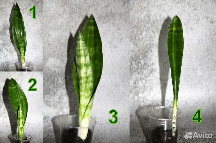 Сансевиерии сортовые
