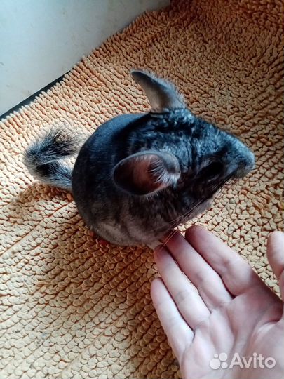 Бежевый фиолет 3 девочки, стандарт мал нф