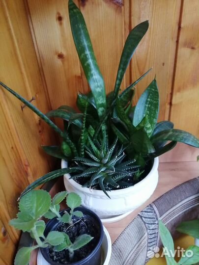 Домашние цветы в плошке и отростки