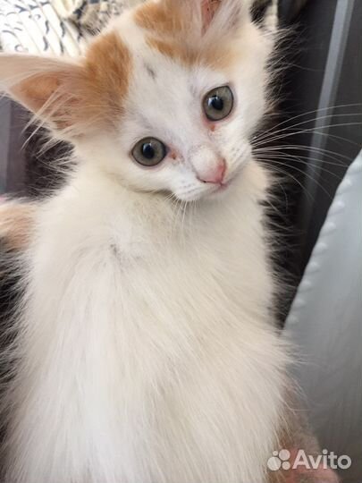 Кошка в дар бесплатно