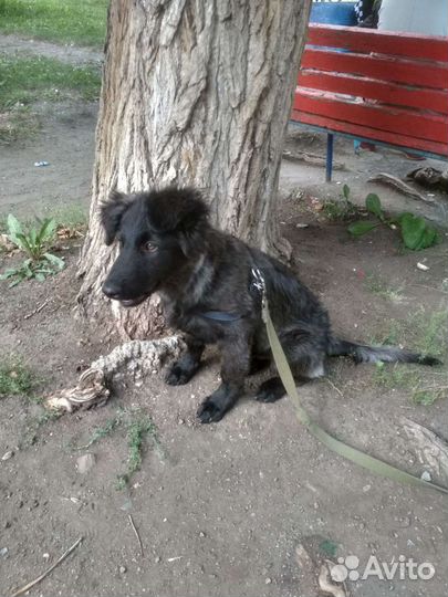 Отдам Щеночка в добрые руки