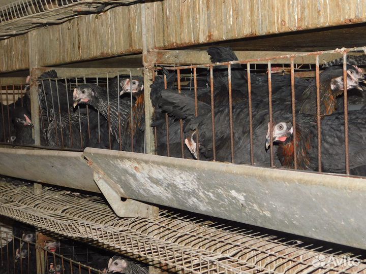 Куры Несушки Молодые,доставка бесплатно